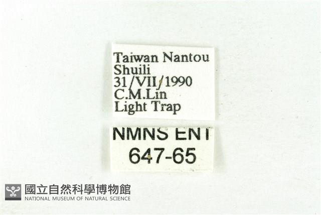 樹形尺蛾藏品圖，第3張