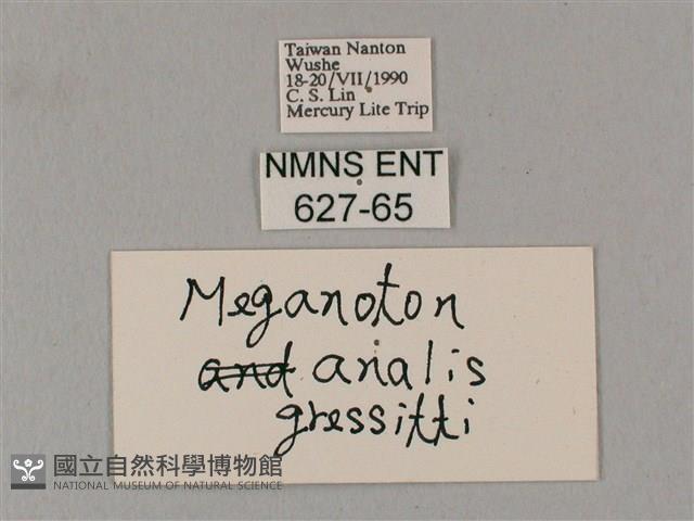 粗斜紋天蛾藏品圖，第3張