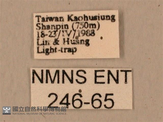 臺灣鷹翅天蛾藏品圖，第3張