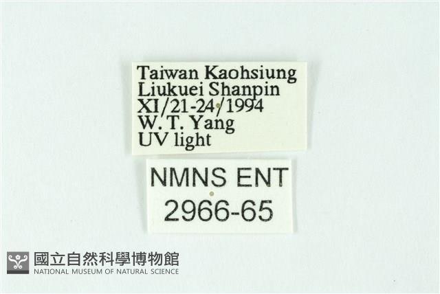 三條橙燈蛾藏品圖，第3張