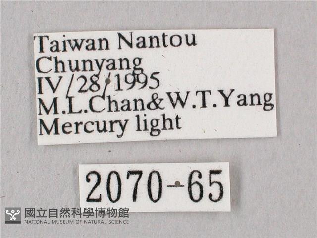 桃紅六點天蛾藏品圖，第3張