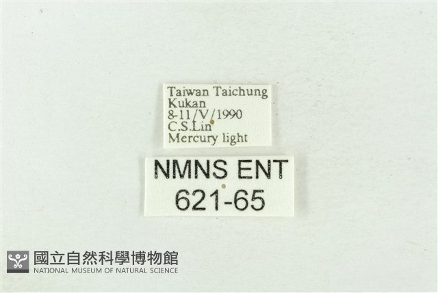 雙環波紋蛾藏品圖，第3張