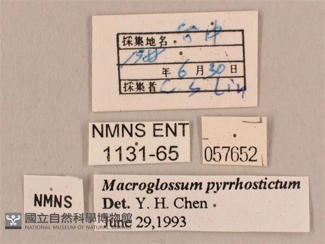 黃斑長喙天蛾藏品圖，第3張