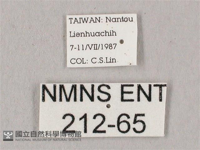 桃紅六點天蛾藏品圖，第3張