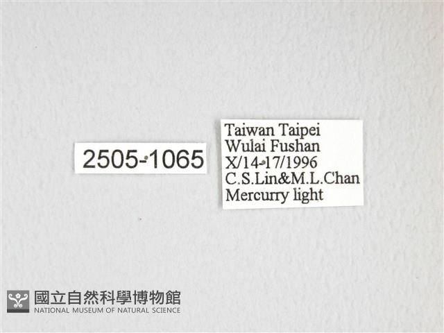 大透目天蠶蛾藏品圖，第3張