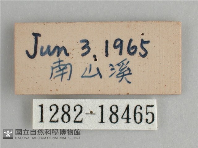 臺灣環蛺蝶藏品圖，第3張