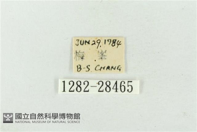 連珠波紋蛾藏品圖，第3張