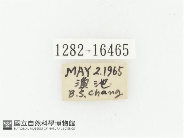 巴蘭陷紋金龜藏品圖，第2張