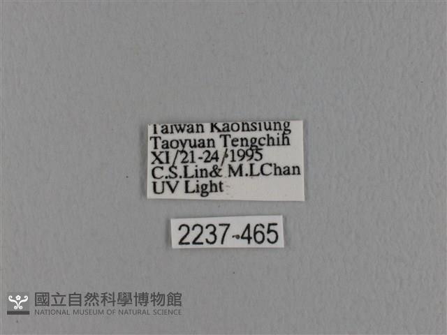 波紋枯葉蛾藏品圖，第3張