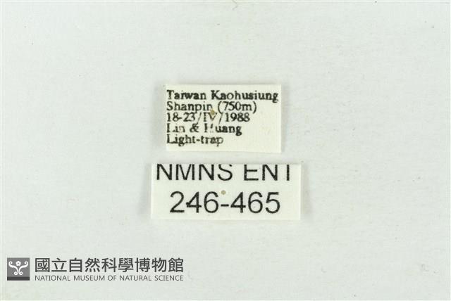 連珠波紋蛾藏品圖，第3張