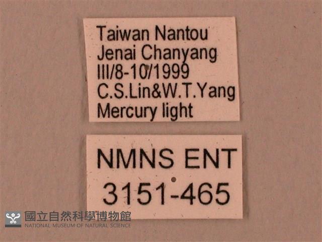 臺灣鋸翅天蛾藏品圖，第3張