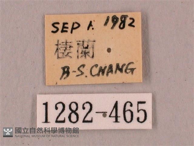 直翅六點天蛾藏品圖，第3張