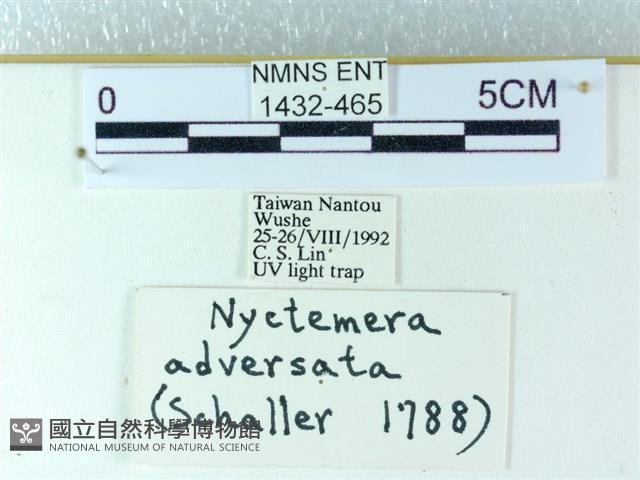 粉蝶燈蛾藏品圖，第3張