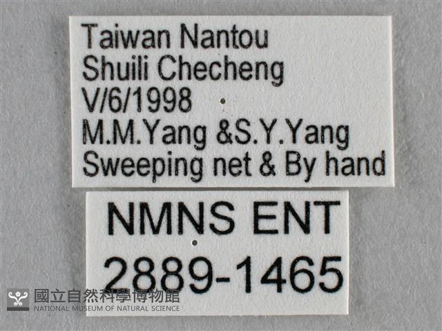 波灰蝶藏品圖，第3張