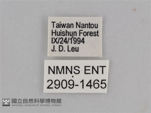 紫帶眉眼蝶藏品圖，第3張