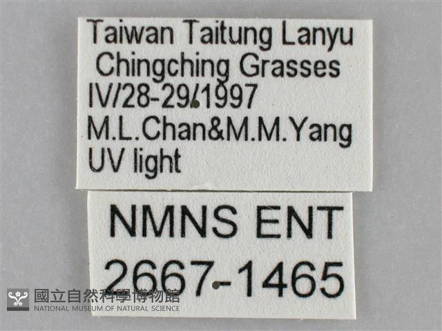 雙黃條天蛾藏品圖，第3張