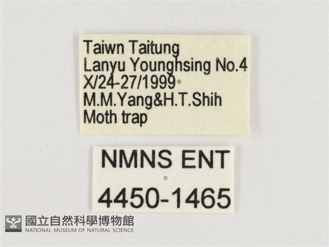 暮眼蝶、樹蔭蝶藏品圖，第3張