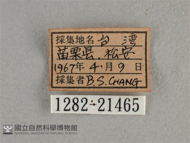 尖翅褐弄蝶藏品圖，第3張