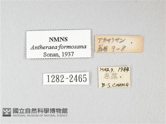 紅目天蠶蛾藏品圖，第3張