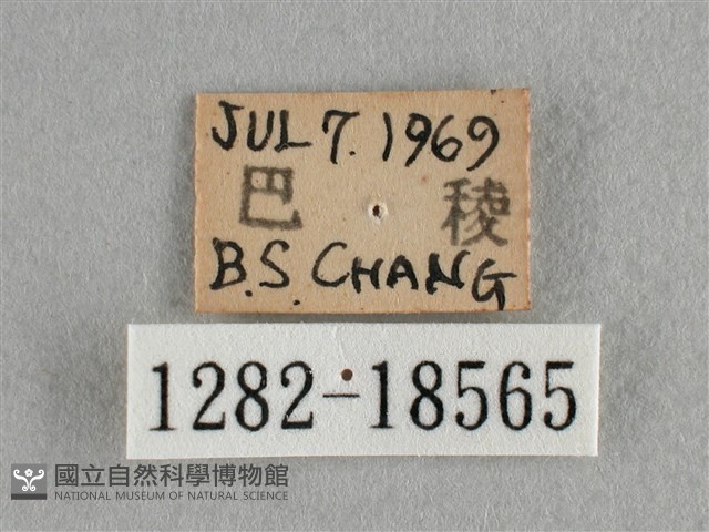散紋盛蛺蝶藏品圖，第3張