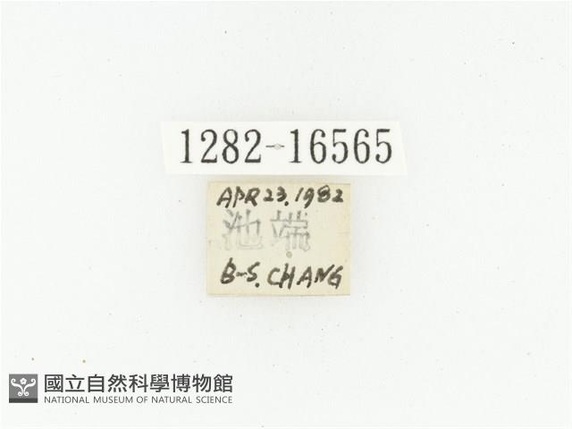 黑斑陷紋金龜藏品圖，第2張