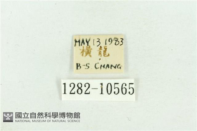 臺灣斑蕊夜蛾藏品圖，第3張