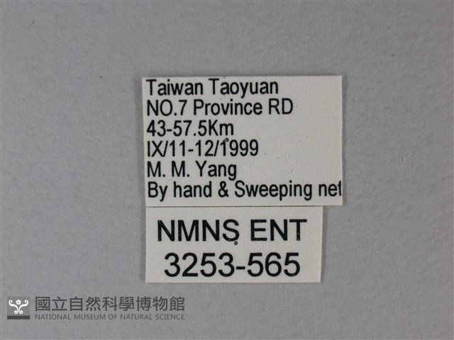 苧麻細蝶藏品圖，第3張