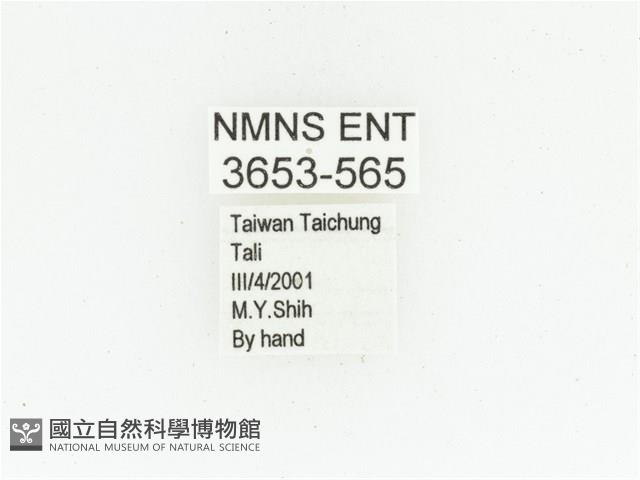 黑斑陷紋金龜藏品圖，第2張