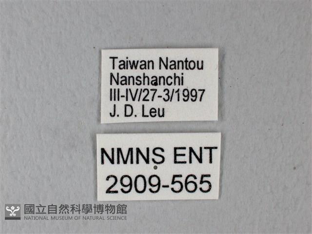 橙端粉蝶、端紅蝶藏品圖，第3張