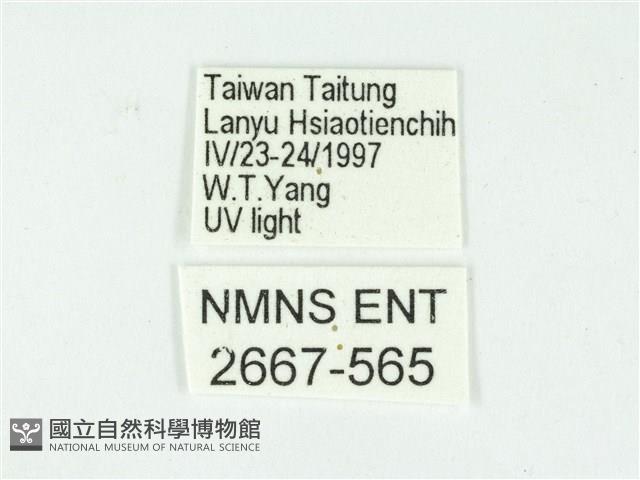 叉紋閃舞蛾藏品圖，第3張