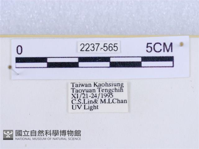 閃光苔蛾藏品圖，第3張