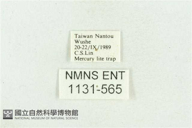 臺灣斑蕊夜蛾藏品圖，第3張