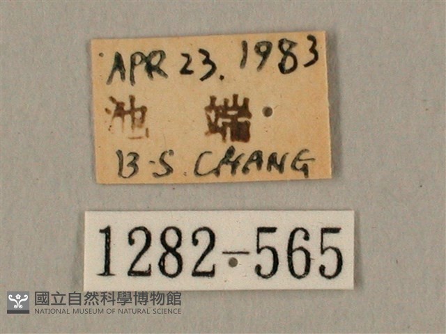 棕綠背線天蛾藏品圖，第3張