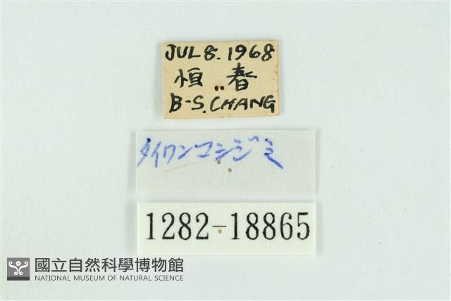 折列藍灰蝶沖繩亞種藏品圖，第3張