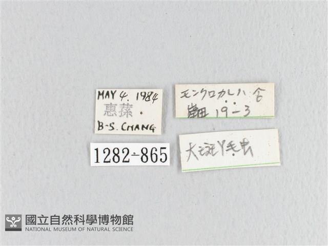 大斑Y毛蟲藏品圖，第3張