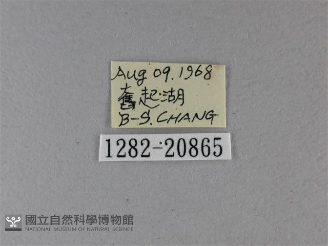 小星弄蝶藏品圖，第3張