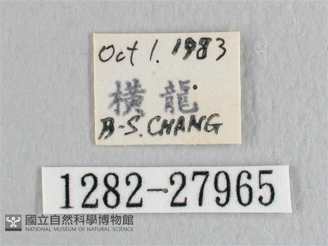 彎黑黃鉤蛾藏品圖，第3張