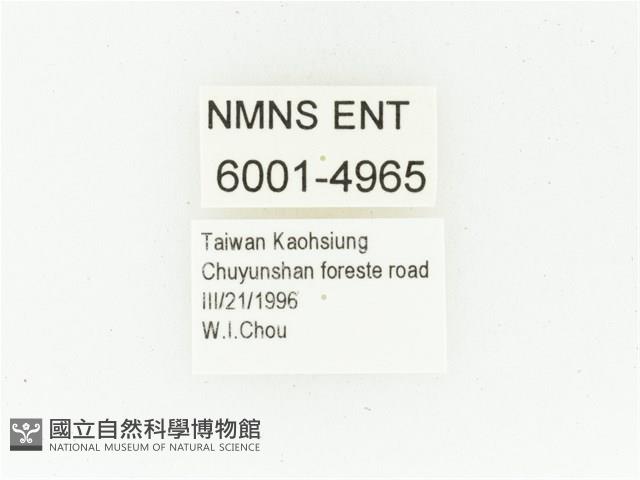 黑斑陷紋金龜藏品圖，第2張