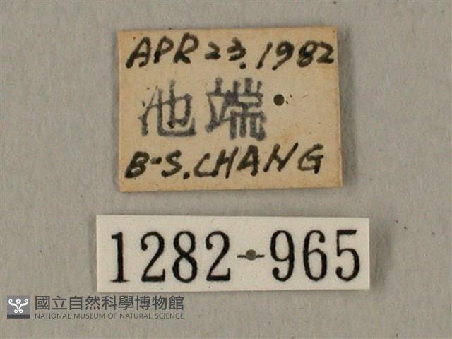 全緣缺角天蛾藏品圖，第3張