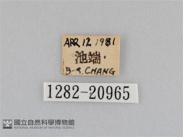 深山黛眼蝶藏品圖，第3張