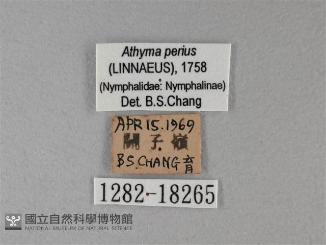 玄珠帶蛺蝶藏品圖，第3張