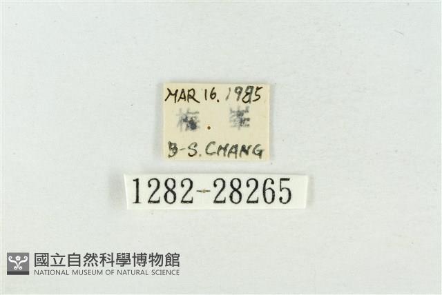 印華波紋蛾藏品圖，第3張