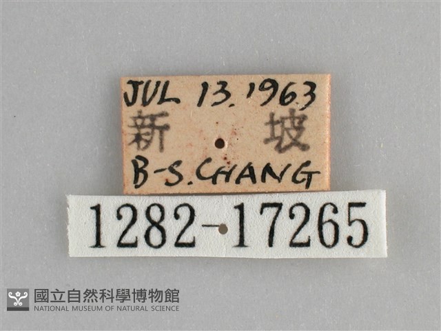 遷粉蝶、淡黃蝶藏品圖，第3張