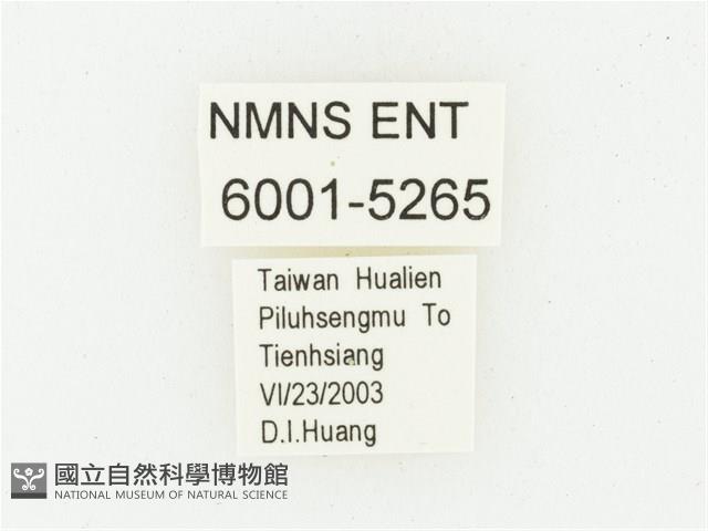 黑虎斑花金龜藏品圖，第2張