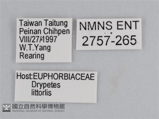 雲紋尖粉蝶藏品圖，第3張