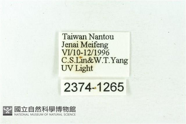 赭新污燈蛾藏品圖，第3張