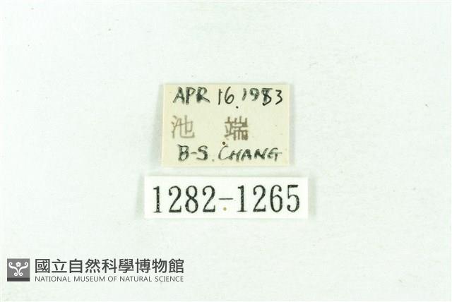 臺雪苔蛾藏品圖，第3張