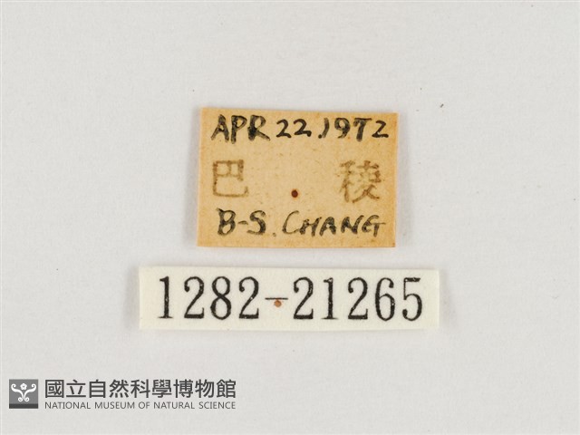 淺色眉眼蝶藏品圖，第3張