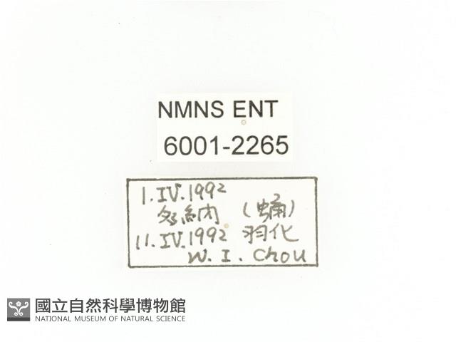 臺灣四齒金龜藏品圖，第2張