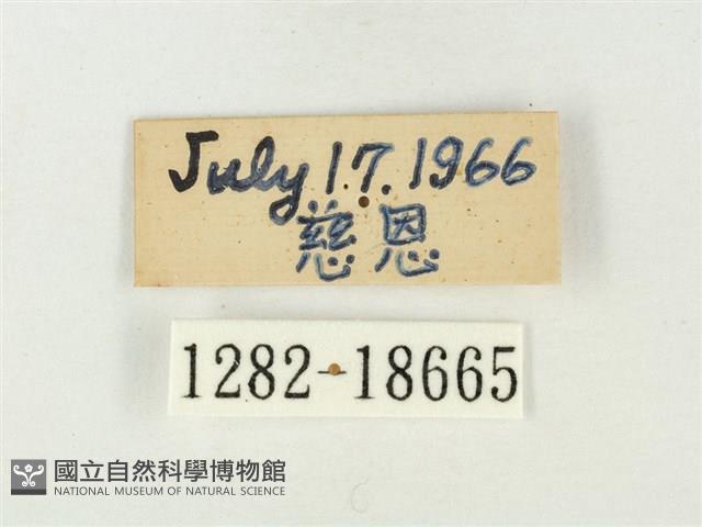 青雀斑灰蝶藏品圖，第3張